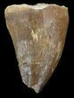 Bargain Mosasaur (Prognathodon) Tooth #43363-1